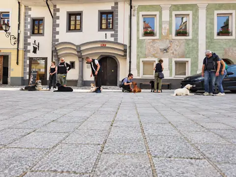Psi in skrbniki na mestnem trgu